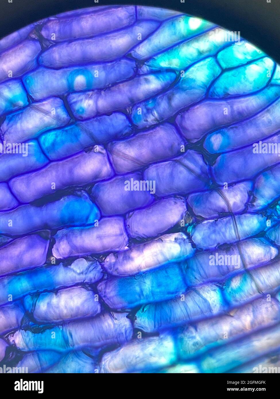 Vue microscopique des cellules épidermiques d'oignons colorés Banque D'Images