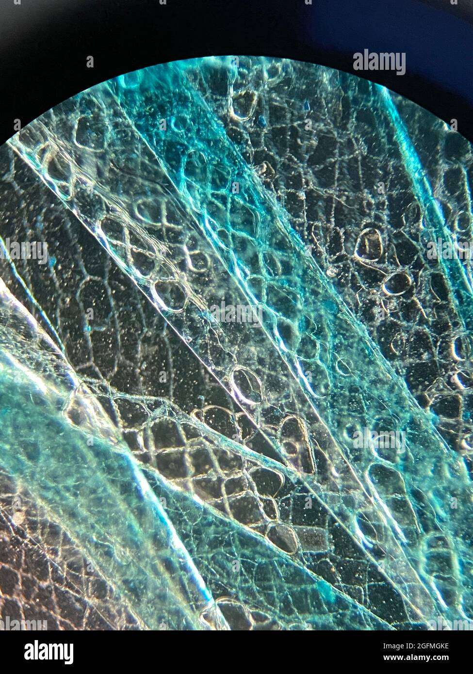Vue microscopique des cellules épidermiques d'oignons colorés Banque D'Images