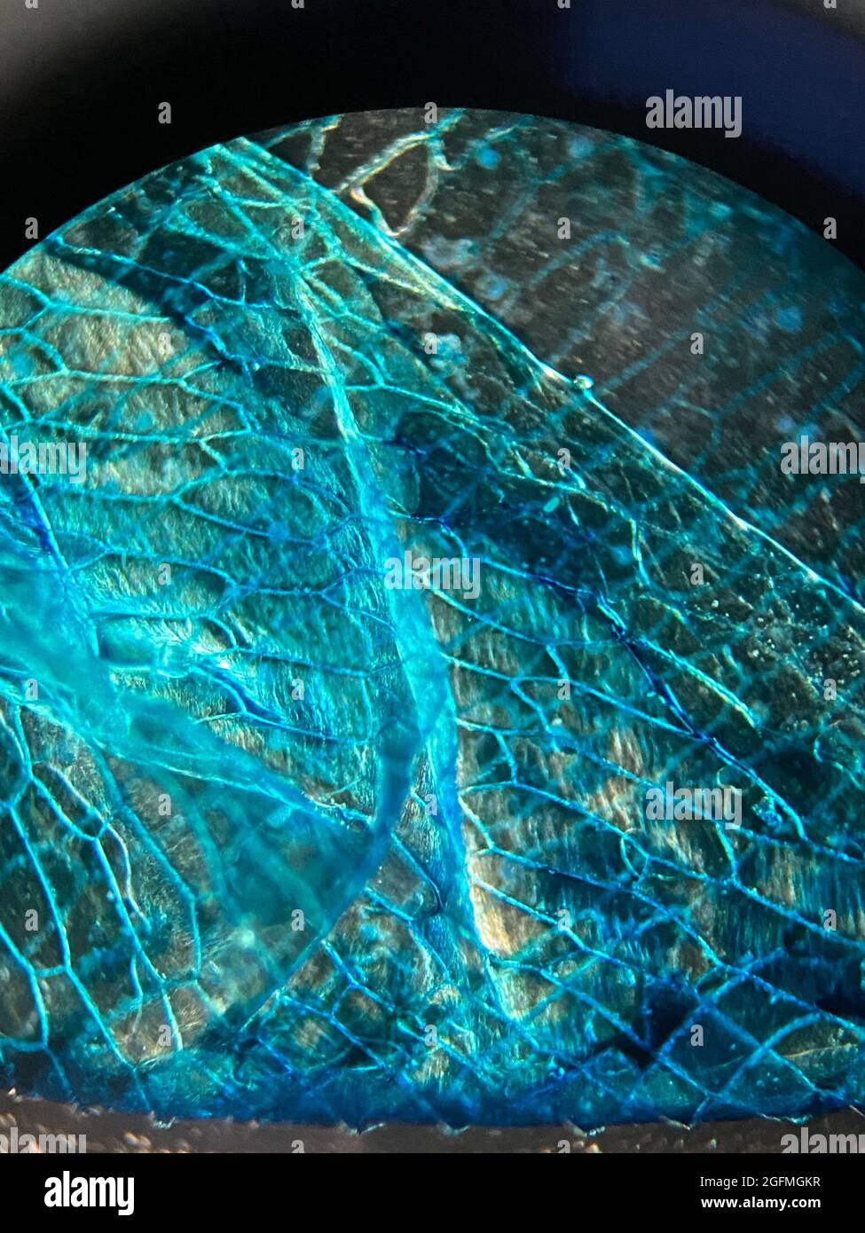 Vue microscopique des cellules épidermiques d'oignons colorés Banque D'Images