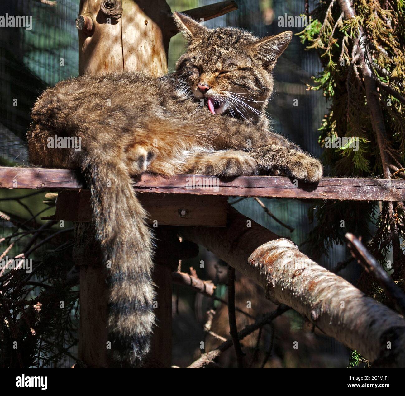 Kincraig, Kingussie, Écosse, Royaume-Uni. 26 août 2021. Highland Wildlife Park, Scottish Wildcat, Highland Wildlife Park sont impliqués dans la conservation des chats sauvages depuis plus de 10 ans et continuent de jouer un rôle critique dans les efforts de rétablissement à long terme pour cette espèce. Photo : un seul adulte parmi les nombreux chats sauvages qui sont dans le parc. Crédit : Arch White/Alamy Live News. Banque D'Images