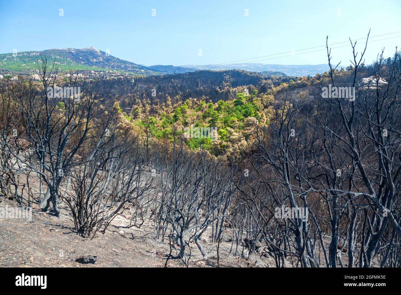 Mont Parnitha, dans la région d'Attica, en Grèce, après le feu de brousse qui a détruit une grande partie de ses forêts et de ses bois. Banque D'Images
