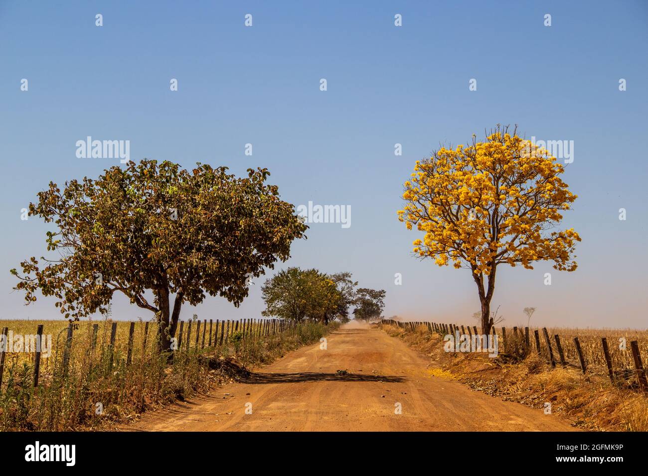 Une bépe jaune à fleurs et un autre arbre sur le bord d'une route dans l'état de Goiás. Ipê jaune, un cerrado brésilien typique. Handroanthus albus. Banque D'Images