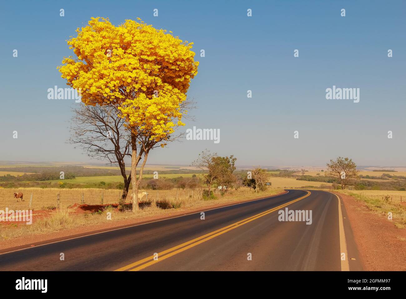 Une bépe à fleurs jaunes sur le côté d'une route dans l'état de Goiás.Yellow ipê, un cerrado brésilien typique. Handroanthus albus. Banque D'Images