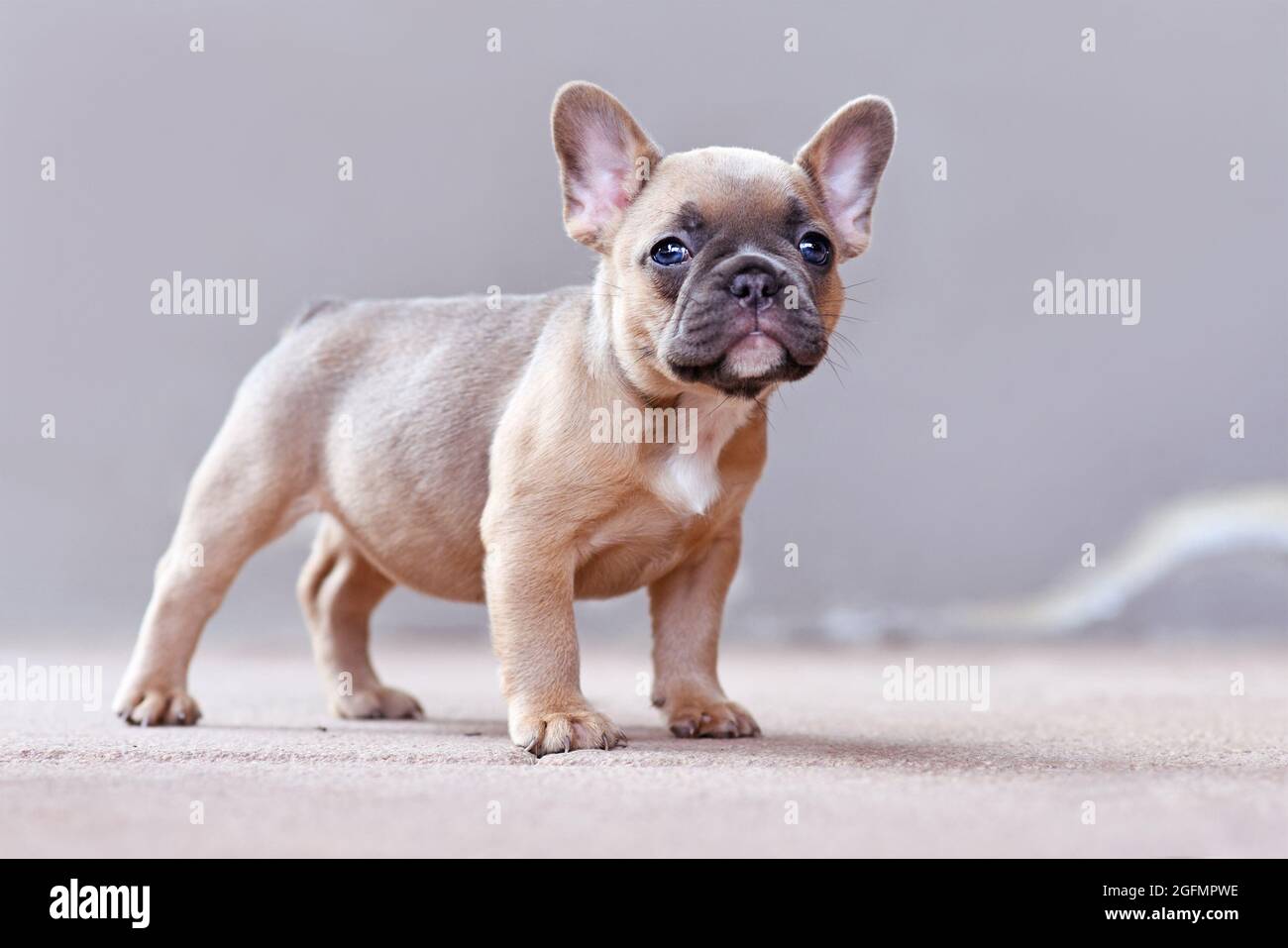 Mignon lilas fauve chien Bulldog français chiot avec les yeux bleus debout  devant un fond gris Photo Stock - Alamy