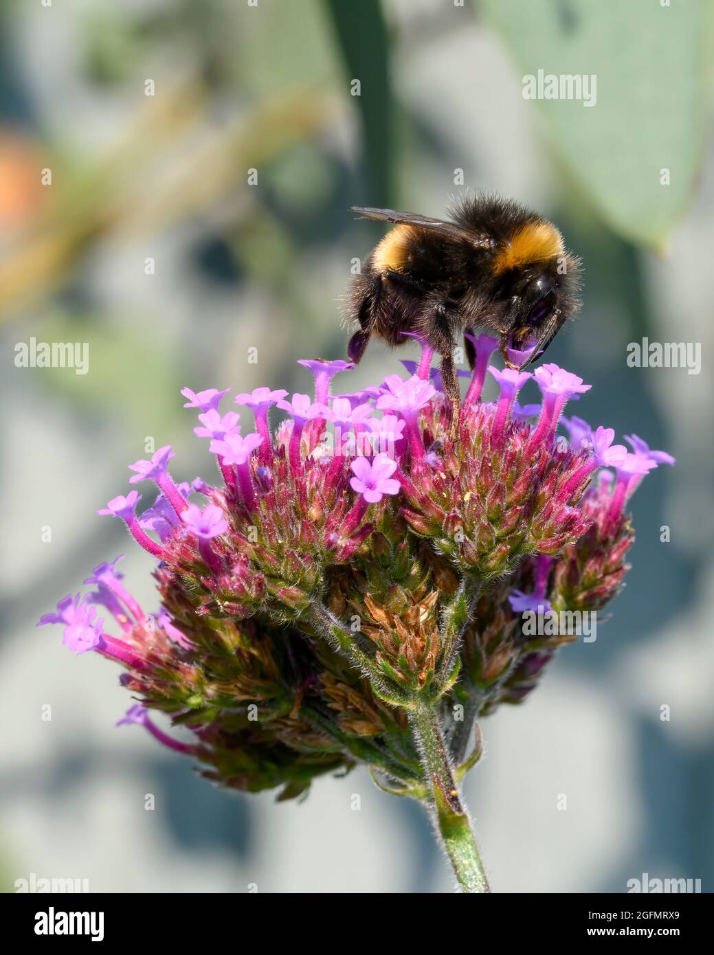 Bumblebee à queue blanche (Bombus lucorum), qui pollinise une fleur de Verbena Banque D'Images