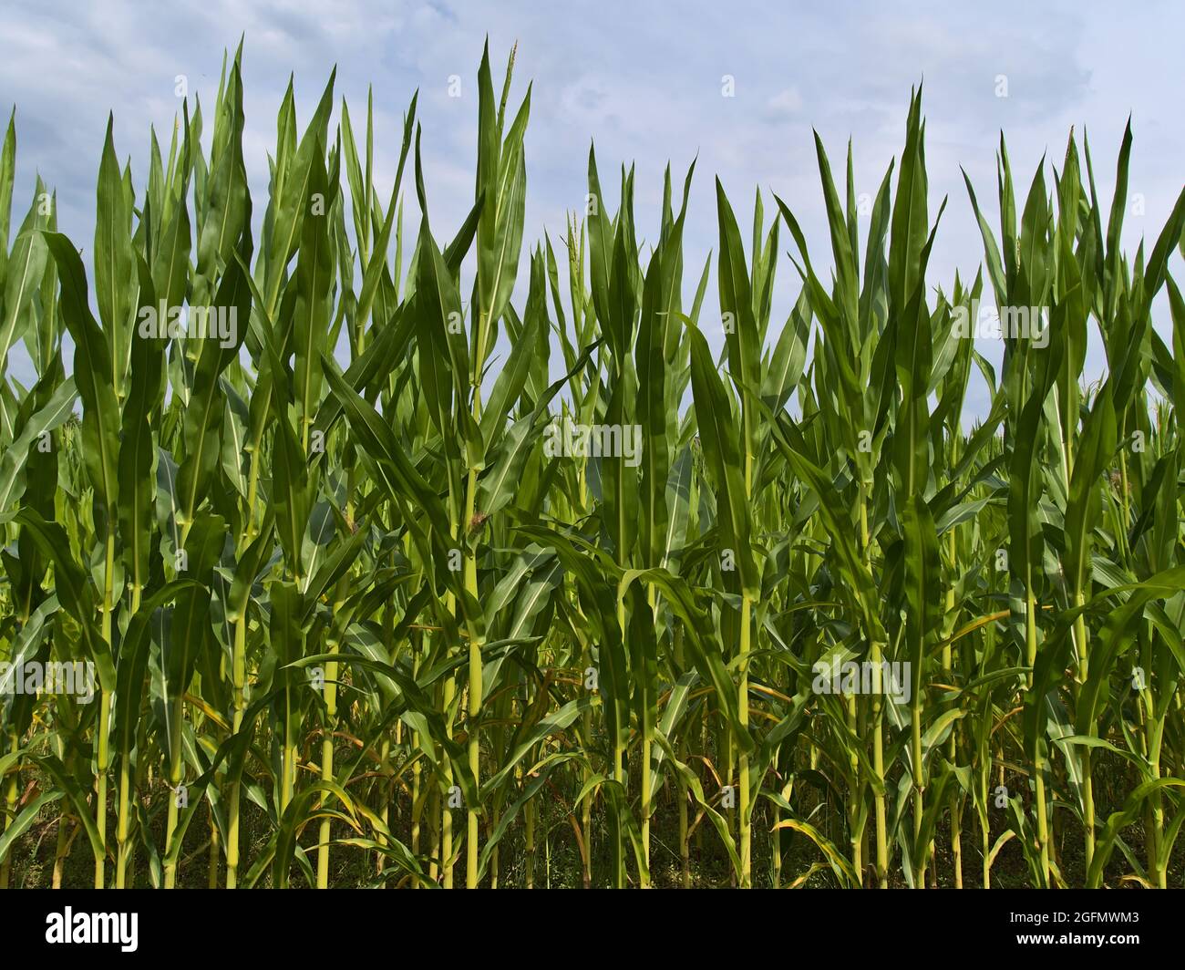 Vue de face du champ de maïs agricole avec des plants de maïs de couleur vert vif en été par beau temps avec des nuages dans le ciel près de Weilheim, Allemagne. Banque D'Images