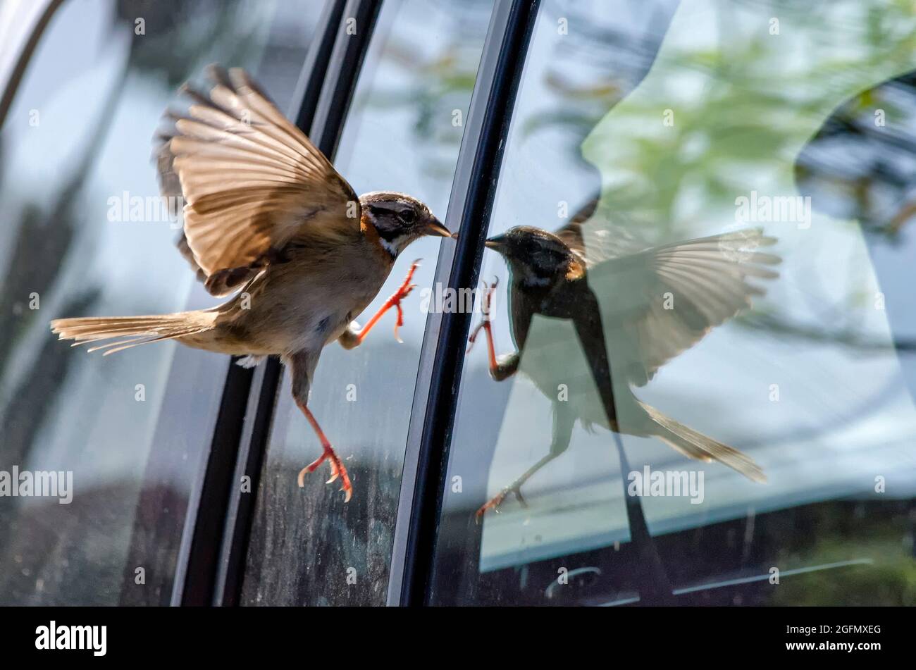 Sparrow regardant son propre reflet sur une fenêtre de voiture Banque D'Images