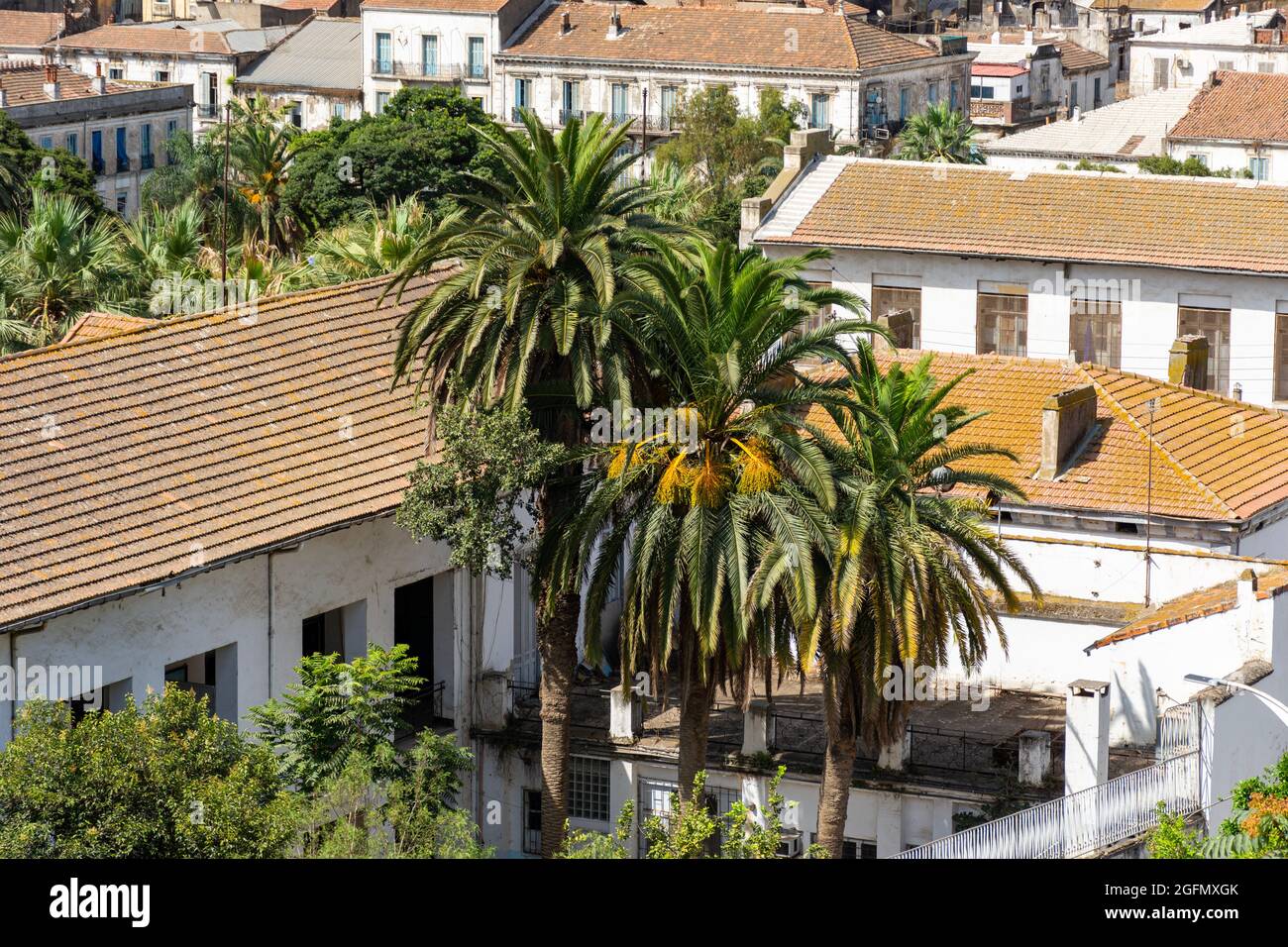 Vue aérienne des palmiers au milieu des anciennes maisons coloniales françaises, Skikda, Algérie. Banque D'Images