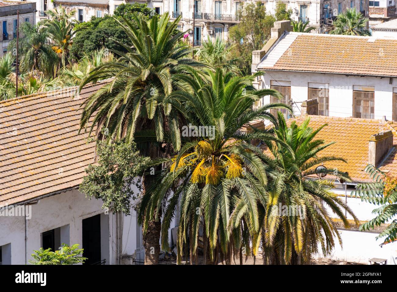Vue aérienne des palmiers au milieu des anciennes maisons coloniales françaises, Skikda, Algérie. Banque D'Images