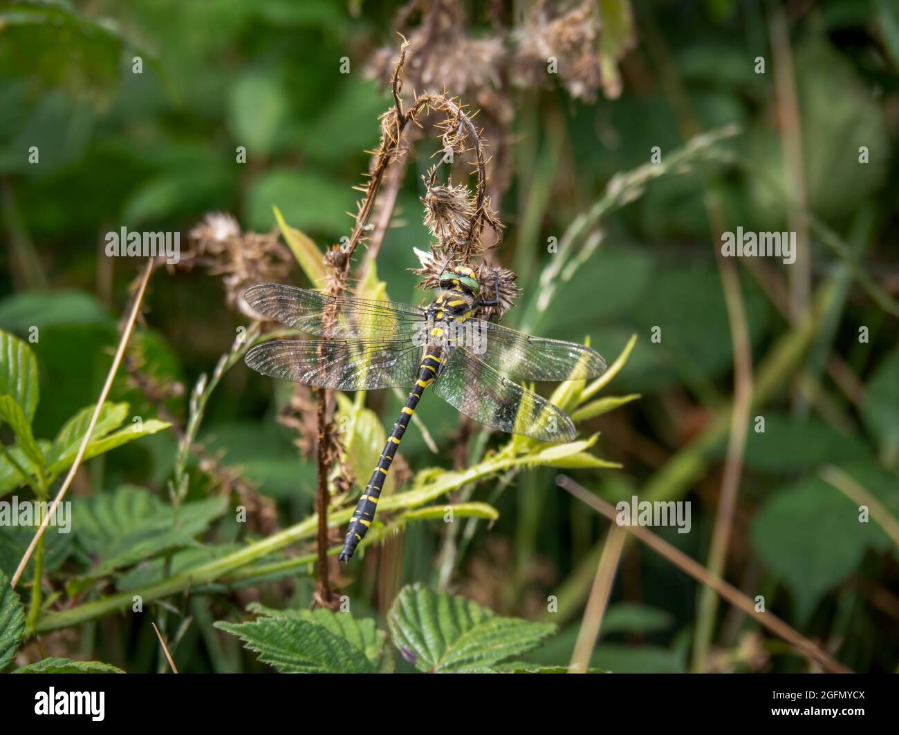 La libellule à anneaux dorés Cordulegaster boltonii dans son habitat. Banque D'Images