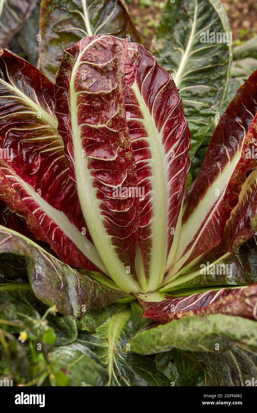 Feuilles rouges à veinance blanche de la plante radicchio Banque D'Images