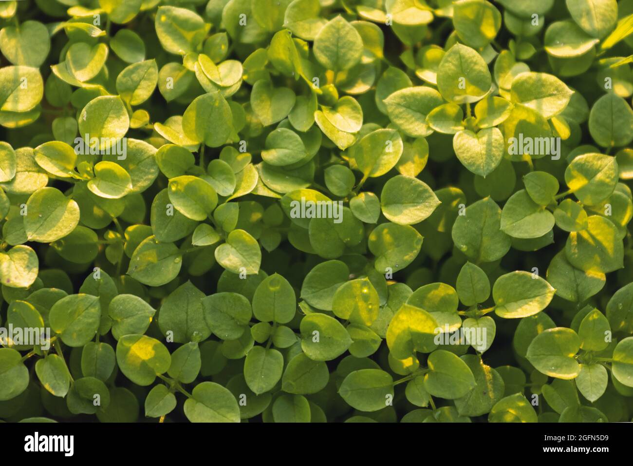 belle vue sur les pousses vertes Banque D'Images