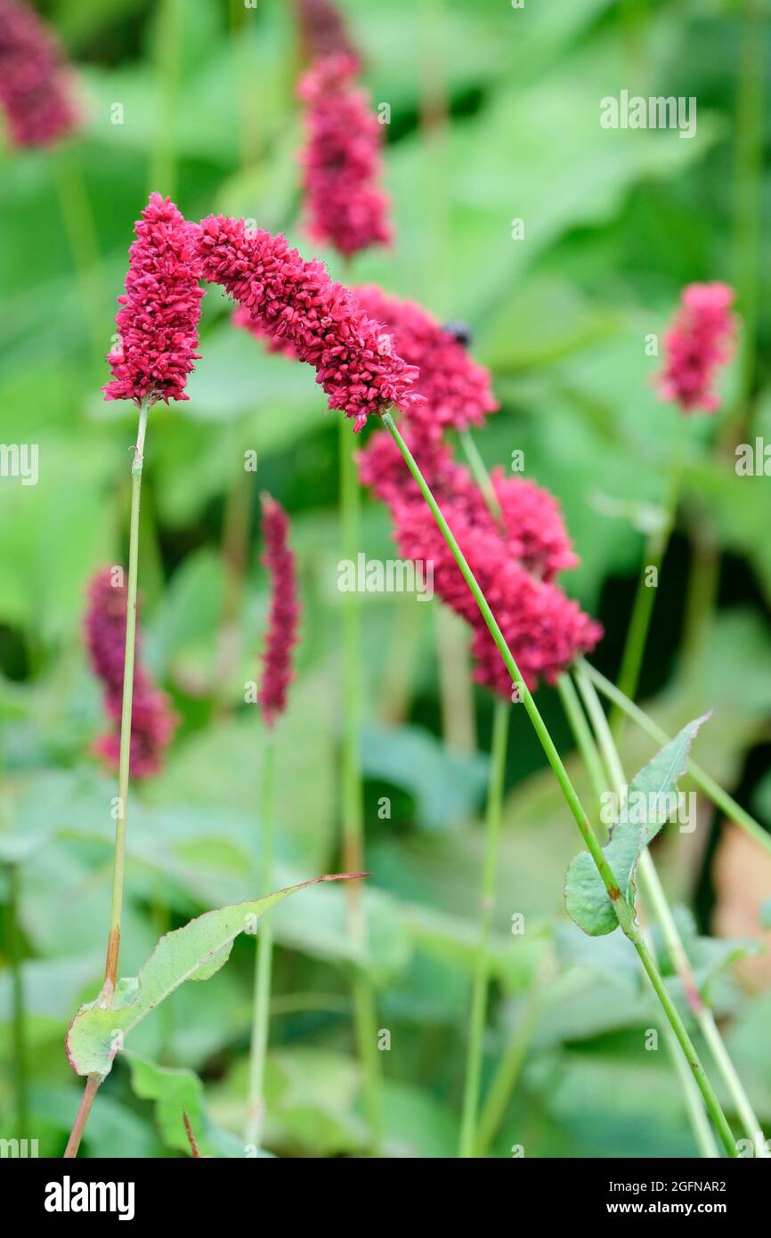 Bistorta ampelexicaulis ‚Adder noir», Persicaria ampelexicaulis ‚Adder noir Banque D'Images