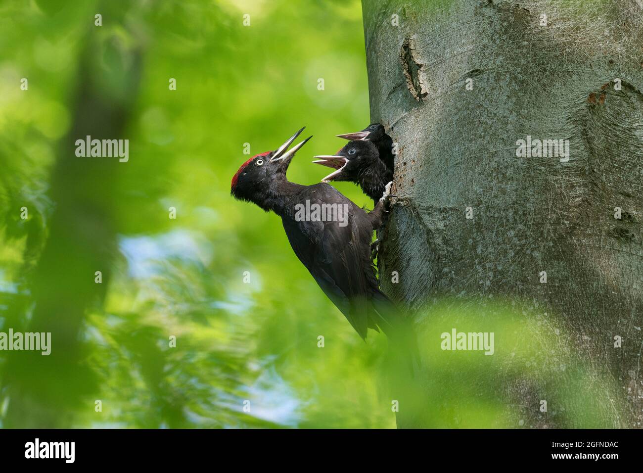 Pic noir (Dryocopus martius) mâle nourrissant trois jeunes / poussins / oisillons dans le trou de nid dans le hêtre en forêt au printemps Banque D'Images