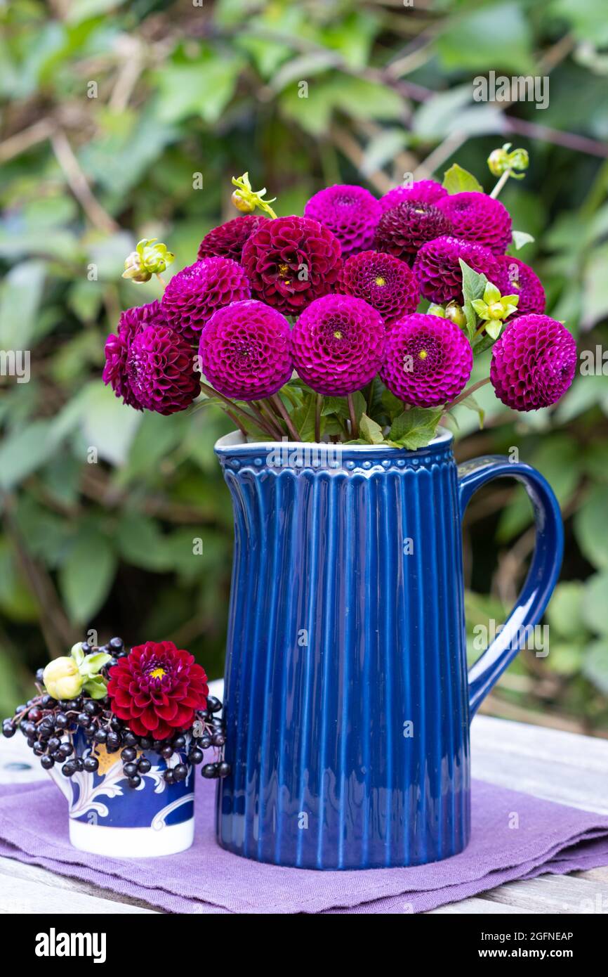 décoration avec bouquet de fleurs de dahlia pourpres Banque D'Images