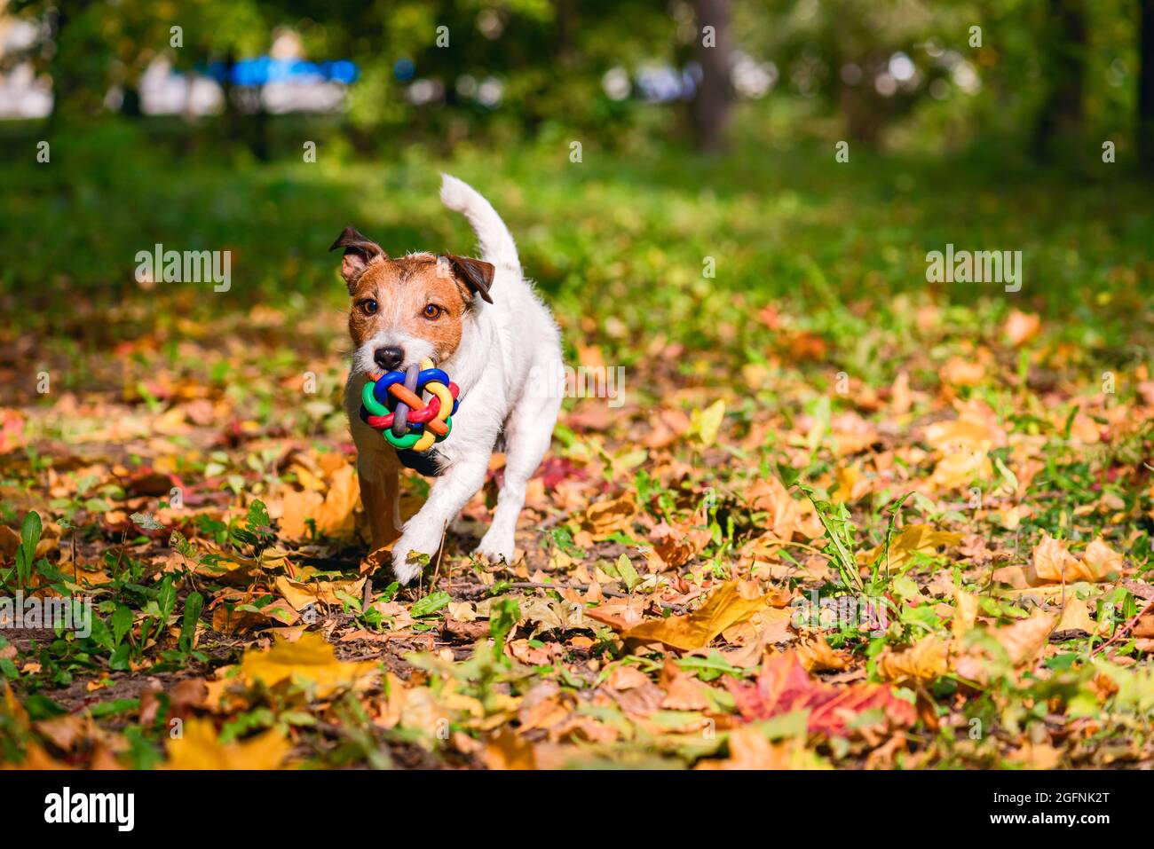 Chien jouant FETCH dans le parc d'automne avec balle de jouet colorée Banque D'Images