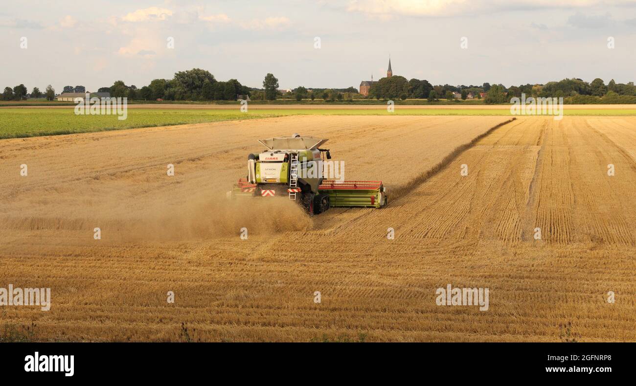 une grande moissonneuse-batteuse récolte des céréales dans un champ de blé dans la campagne hollandaise de zeeland en été Banque D'Images
