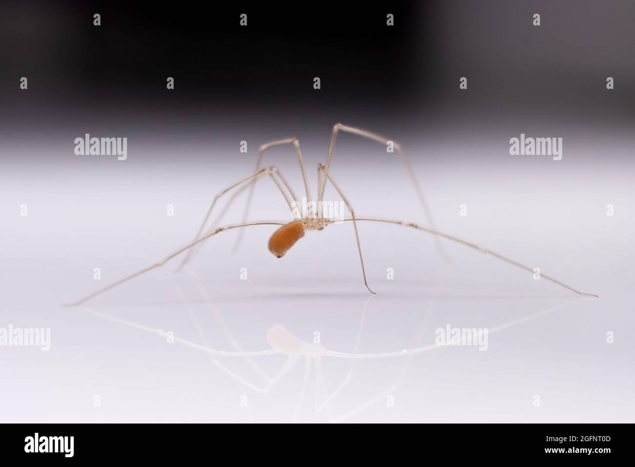 l'araignée avec de longues pattes avance avec précaution Banque D'Images