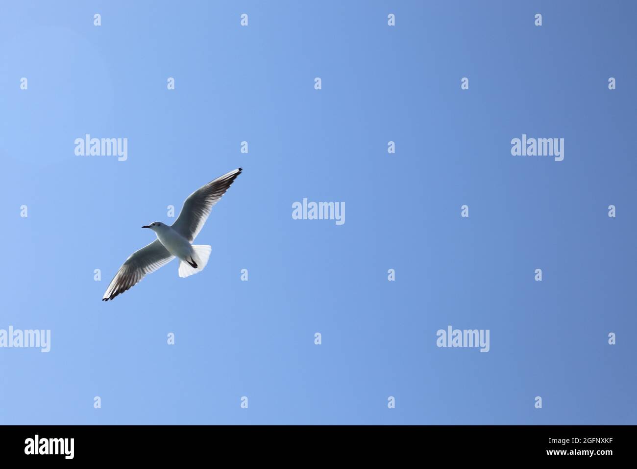 Oiseau volant, assouan, égypte Banque D'Images