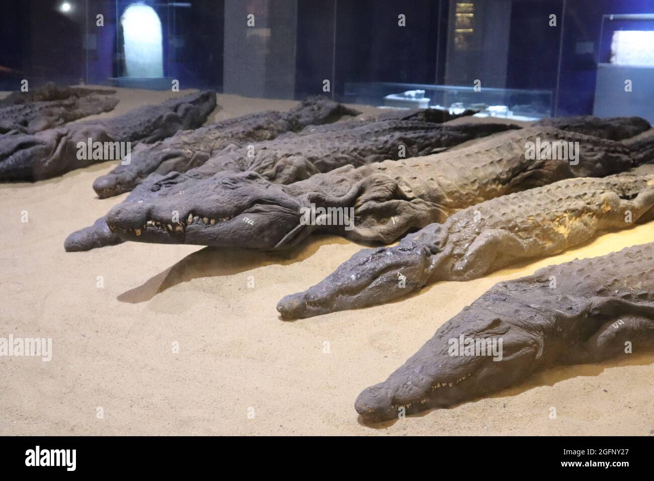 Temple de Kom Ombo et musée des crocodiles, Assouan, Égypte Banque D'Images