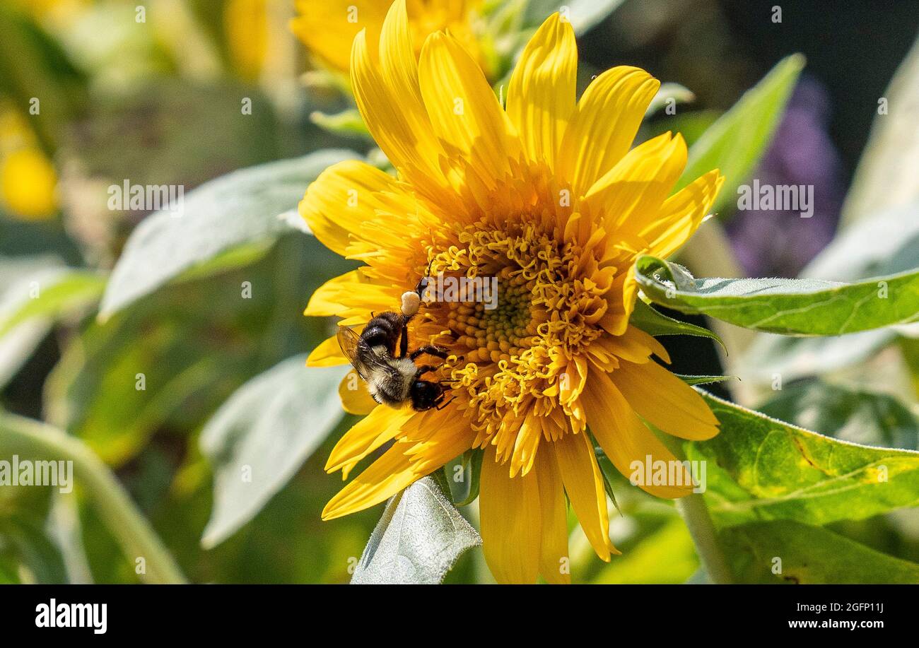 Abeille en fin de saison tournesol en fleur Banque D'Images