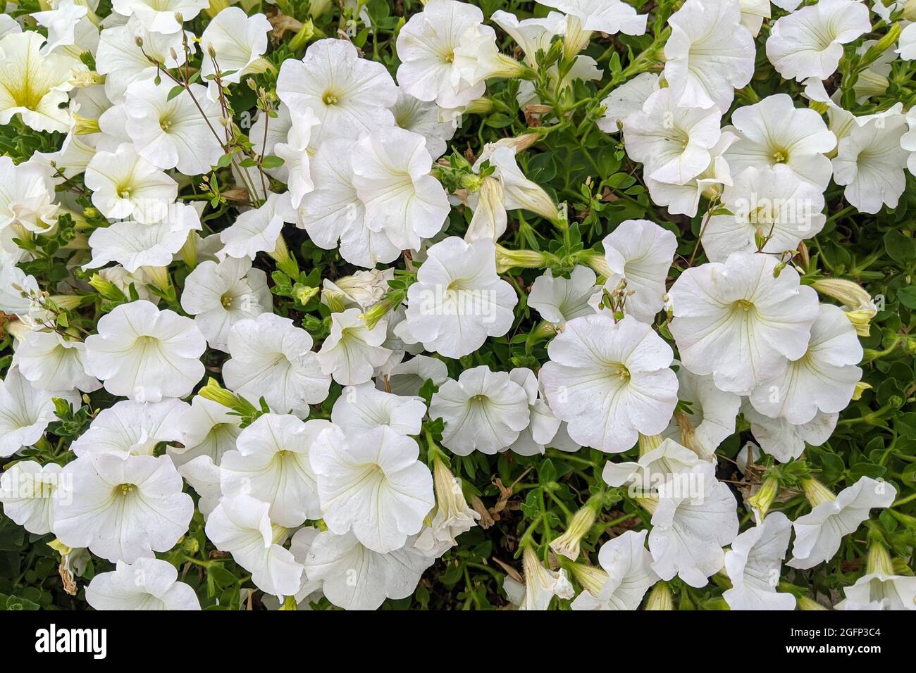 Gros plan White petunia pour l'emballage, la publicité et le design. Banque D'Images