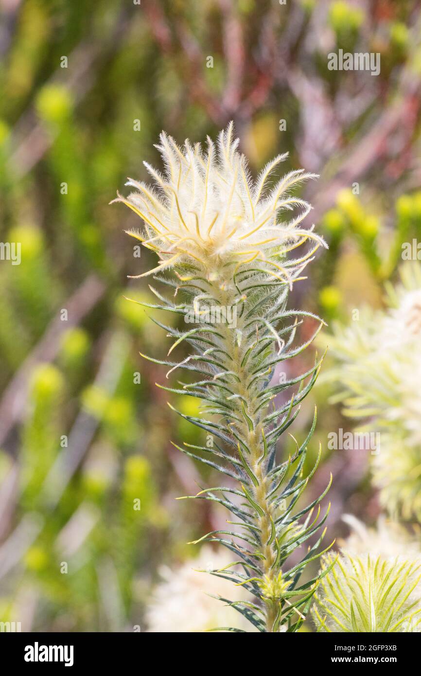 Featherhead (Phylica spp.) dans la montagne Fynbos, Cedarberg, Cap-Occidental, Afrique du Sud Banque D'Images