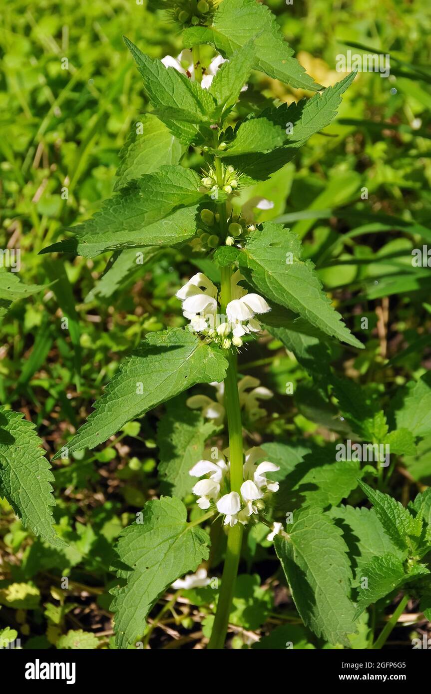 White nettle ou White Dead-nettle, Weiße Taubnessel, Lamium album, fehér árvacsalán, Hongrie, Magyarország, Europe Banque D'Images