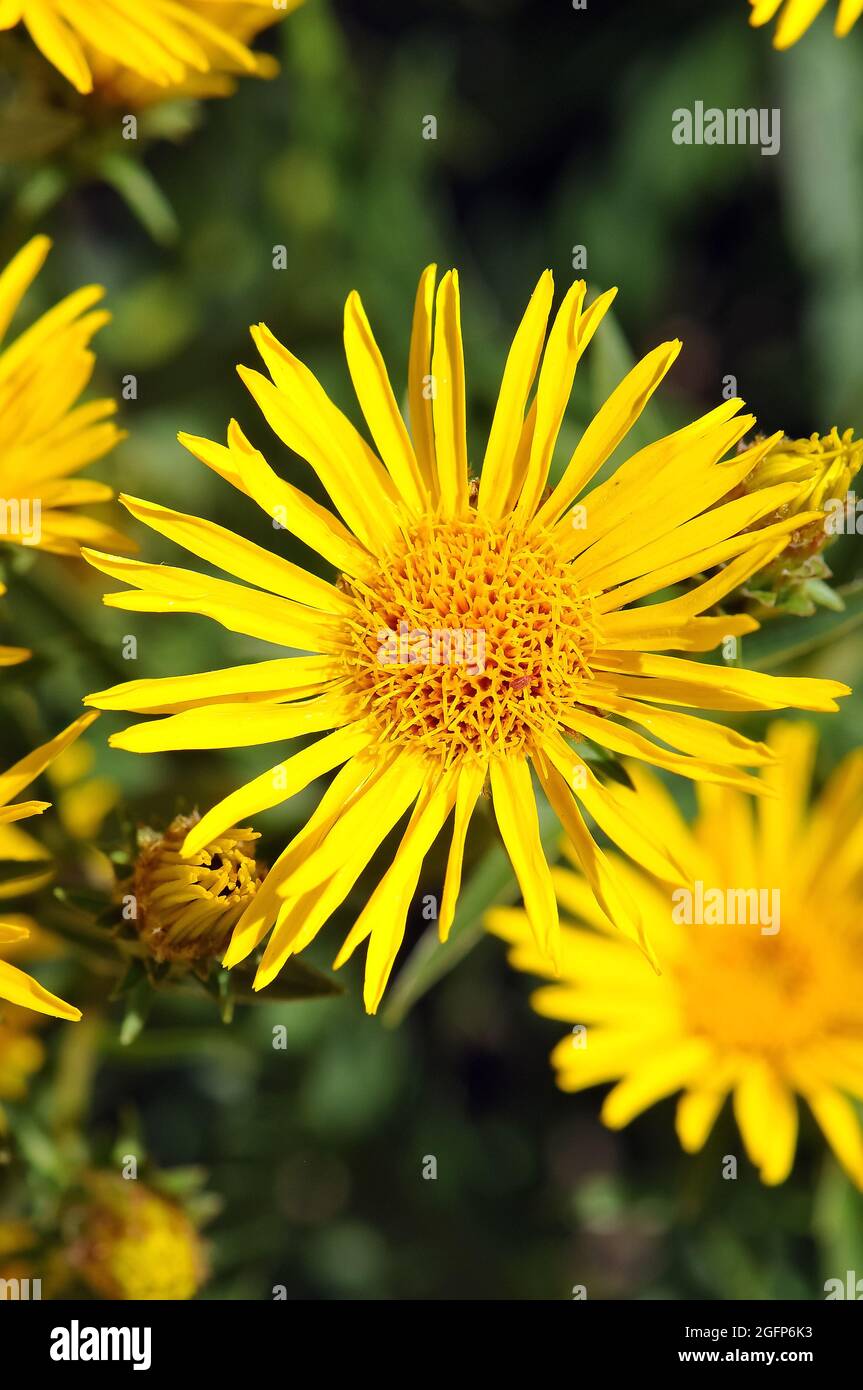 Ox-eye, Weidenblättriges Ochsenauge, Bubhtalmum salicifolium, fűzlevelű ökörszem, Hongrie, Magyarország, Europe Banque D'Images