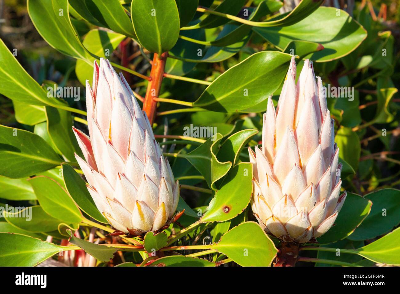 Bourgeons du Roi Protea ou du Protea géant (Protea cynaroides) Bottriver, Cap occidental, Afrique du Sud Banque D'Images