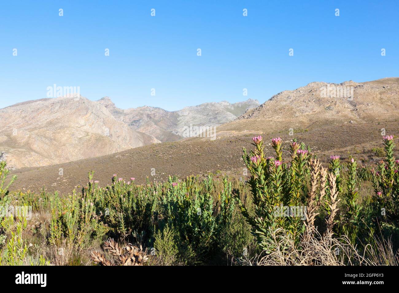 Montagne Fynbos dans les montagnes de Riviersonderend près de McGregor, Cap occidental, Afrique du Sud Banque D'Images