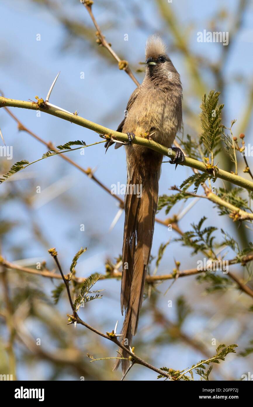 Mousebird moucheté (Colius striatus) perchée dans un arbre de fièvre (Vachellia xanthophloea) Cap occidental, Afrique du Sud Banque D'Images