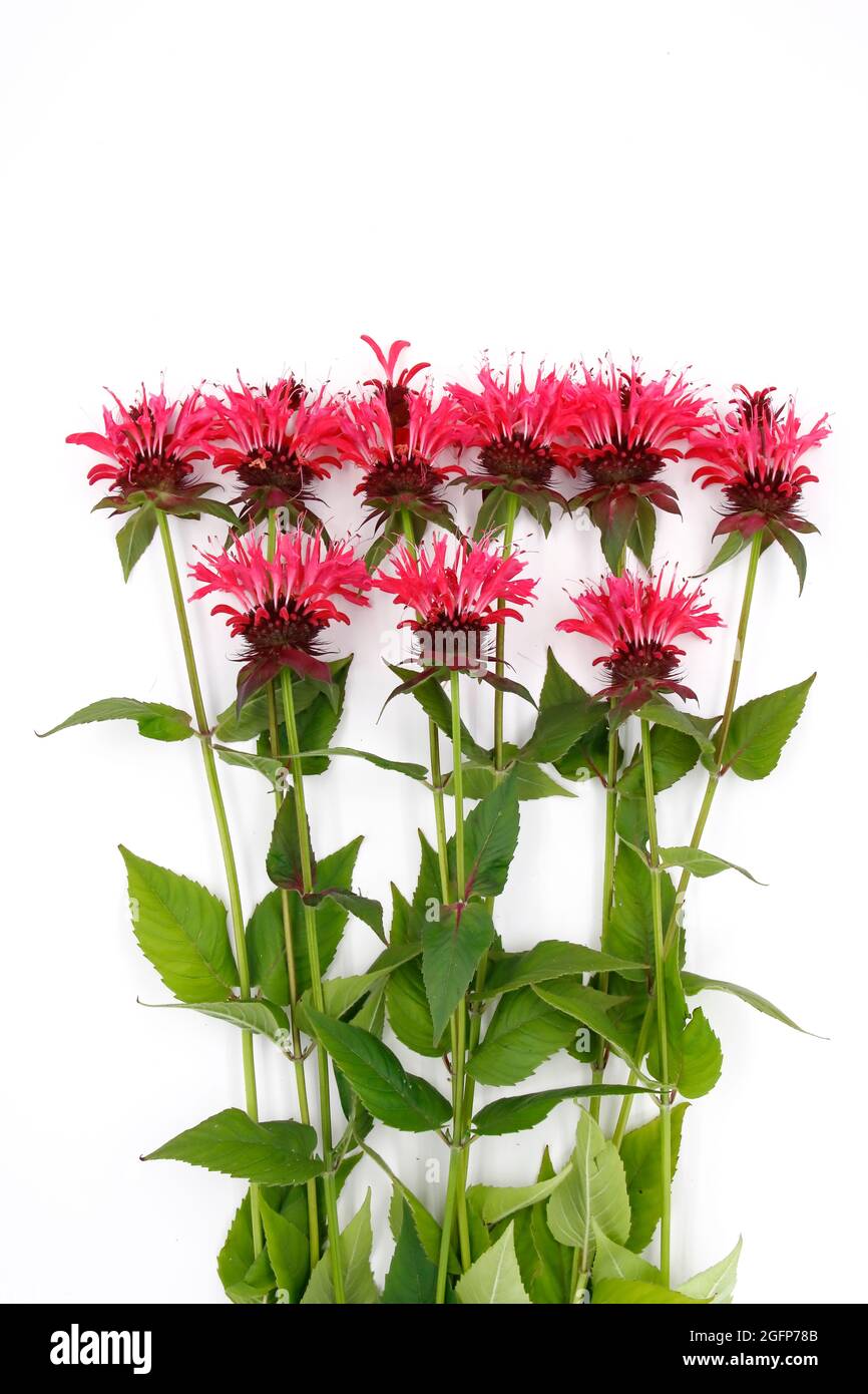 Fleurs de bergamote sur fond blanc, utilisées comme aromatisant pour le thé et comme plante médicinale dans le traitement. Banque D'Images