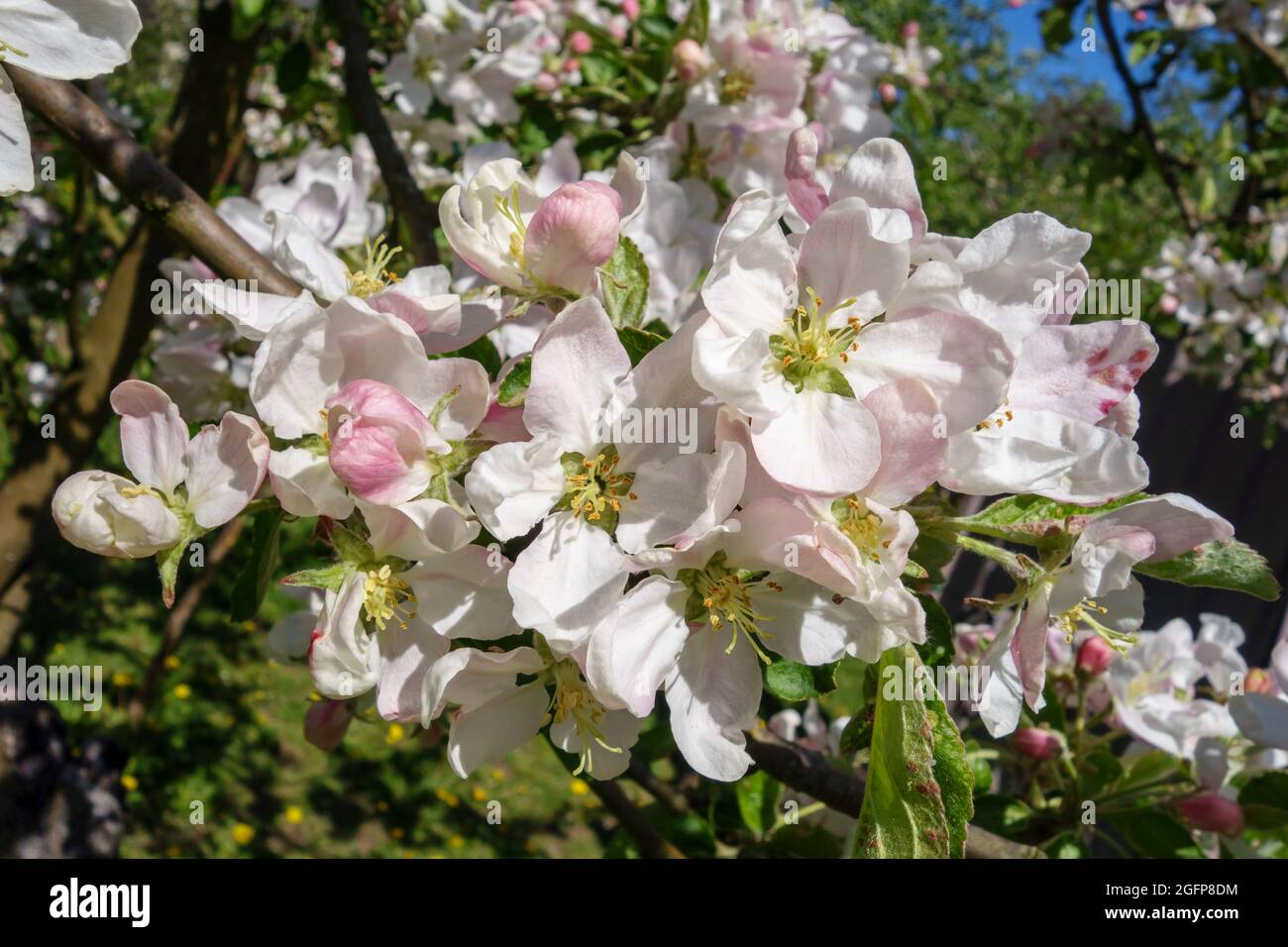 Branche de pommier en gros plan, magnifique fond floral. Banque D'Images