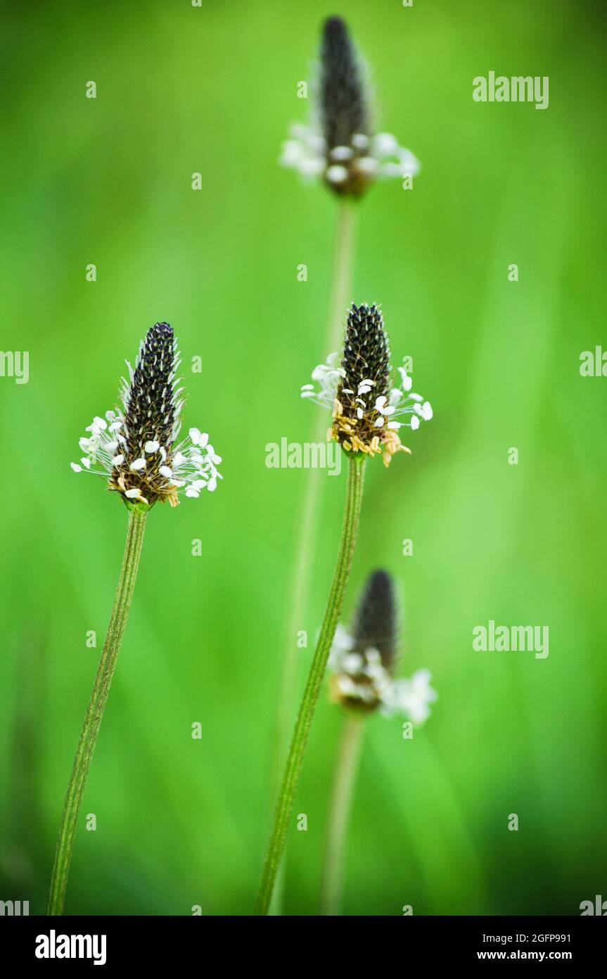 Quatre plantes de Ribmoort plantain (Plantago lanceolata) se sont fixées sur un fond vert d'herbe Banque D'Images