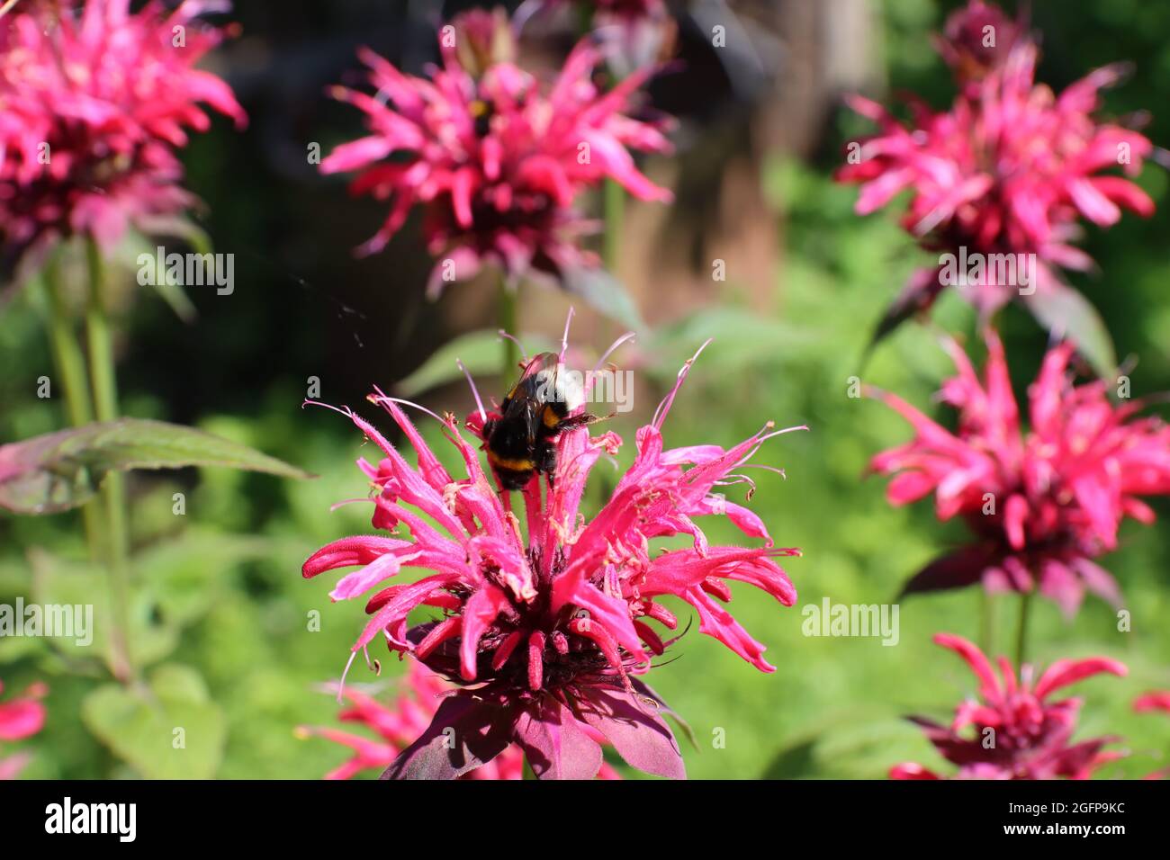 Fleurs bergamote dans le jardin, pour l'emballage, la bannière et la publicité. Banque D'Images