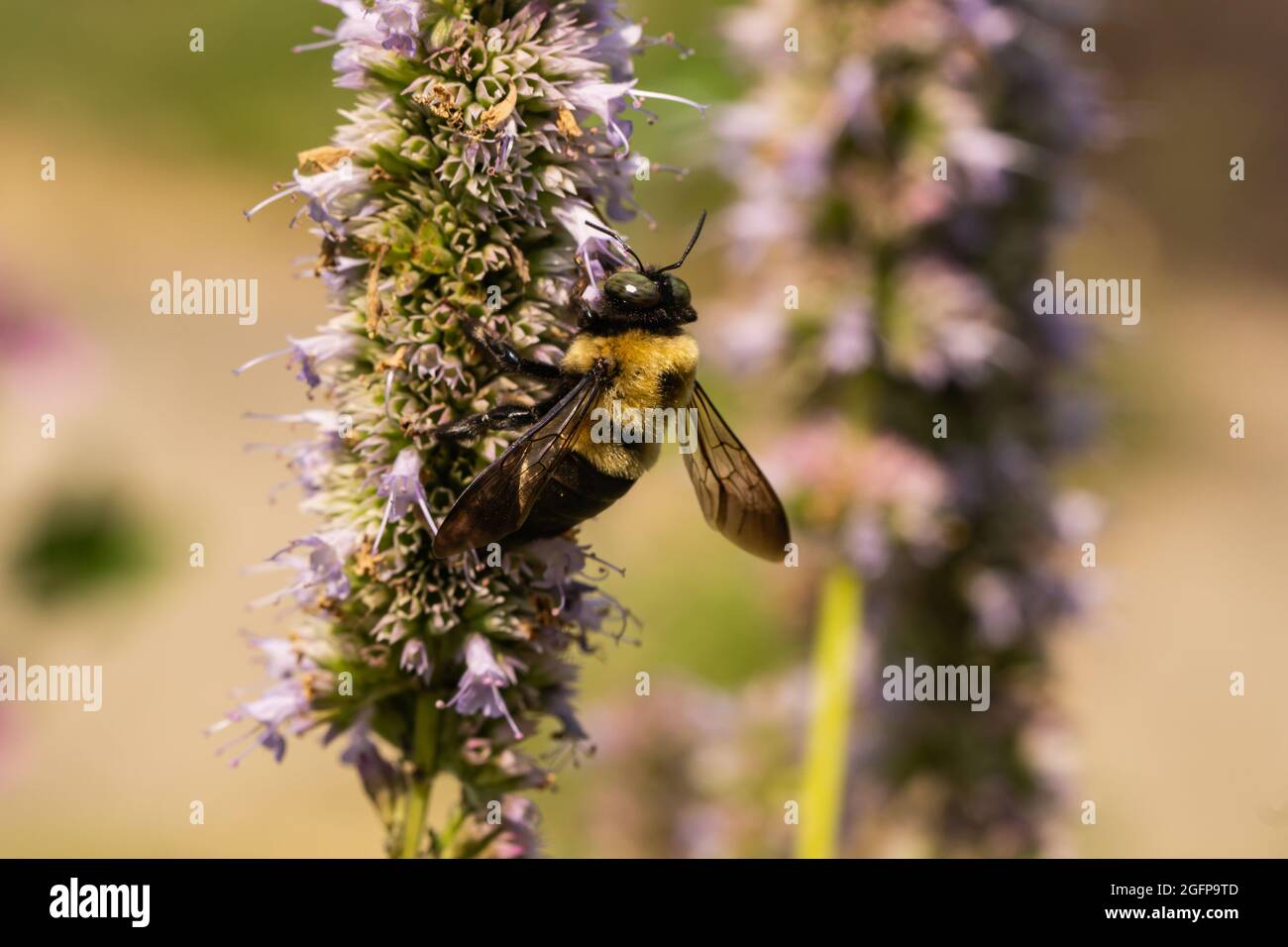 Abeille charpentier de l'est sur des fleurs d'Hyssop anis Banque D'Images