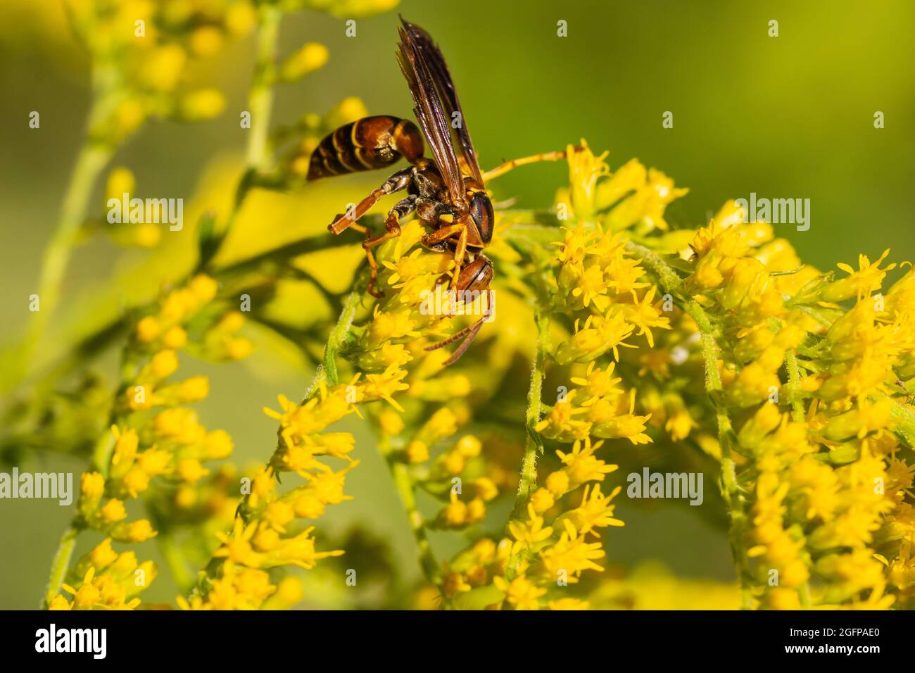 Guêpe de papier du Nord sur fleurs de Goldenrod Banque D'Images