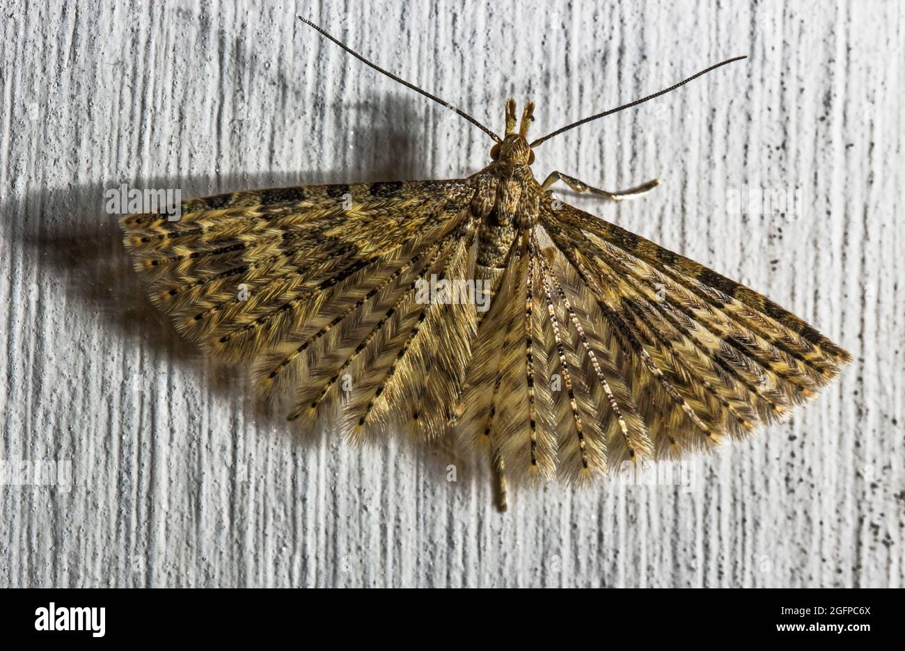Alucita hexadactyla la vingt papillon avec des ailes étirées Banque D'Images