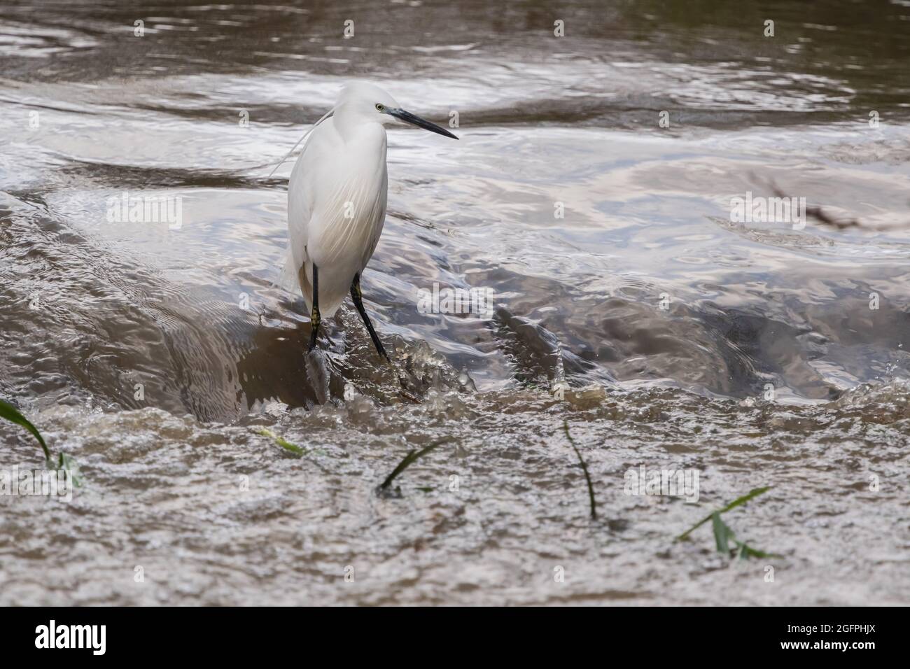 Little Egret pêche sur un déversoir inondé Banque D'Images
