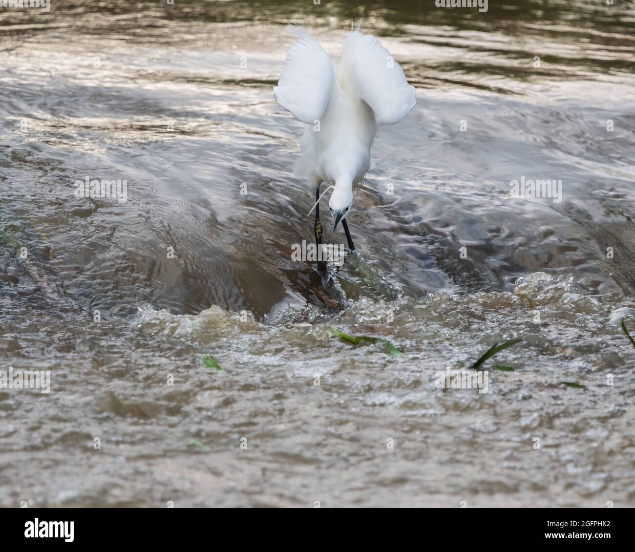 Little Egret pêche sur un déversoir inondé Banque D'Images