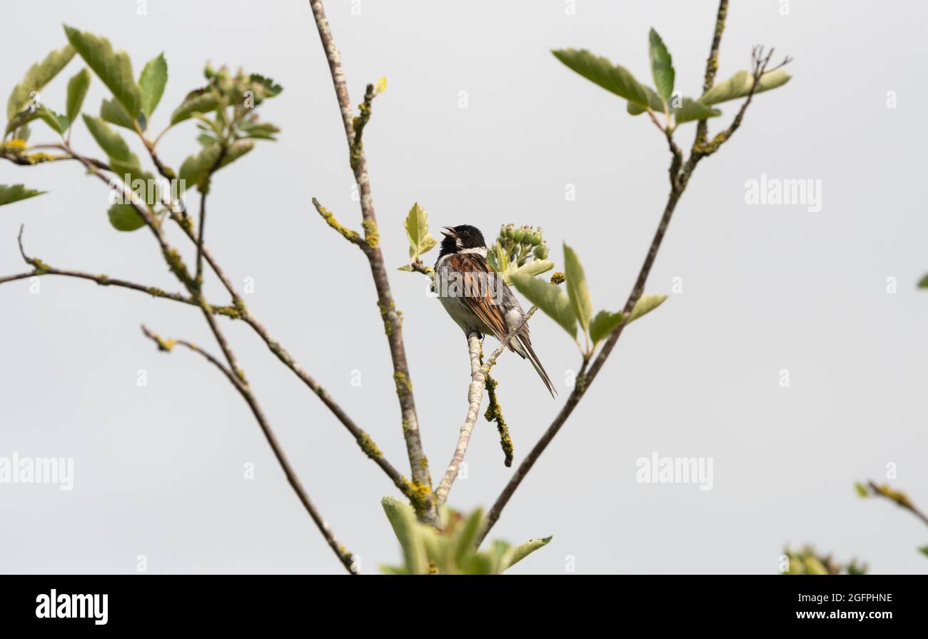 Chant Reed Bunting mâle Banque D'Images