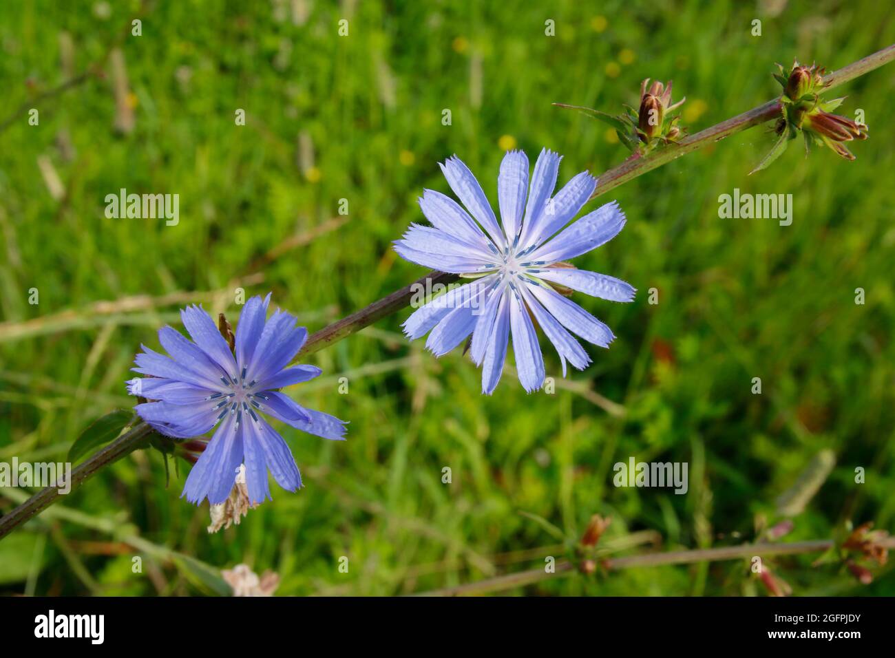 Chicorée en fleurs dans la prairie, fleur sauvage médicinale. La racine de chicorée remplace le café. Banque D'Images