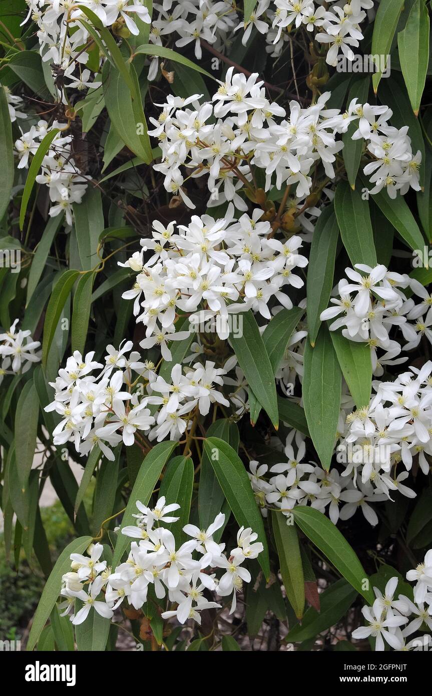 Armand clematis ou clematis à feuilles persistantes, Waldreben, Klematis, Clematis armandii, örökzöld fehér iszalag Banque D'Images