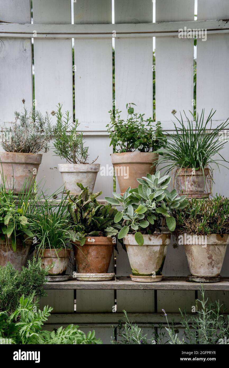 plantes vertes dans un petit jardin vertical Banque D'Images