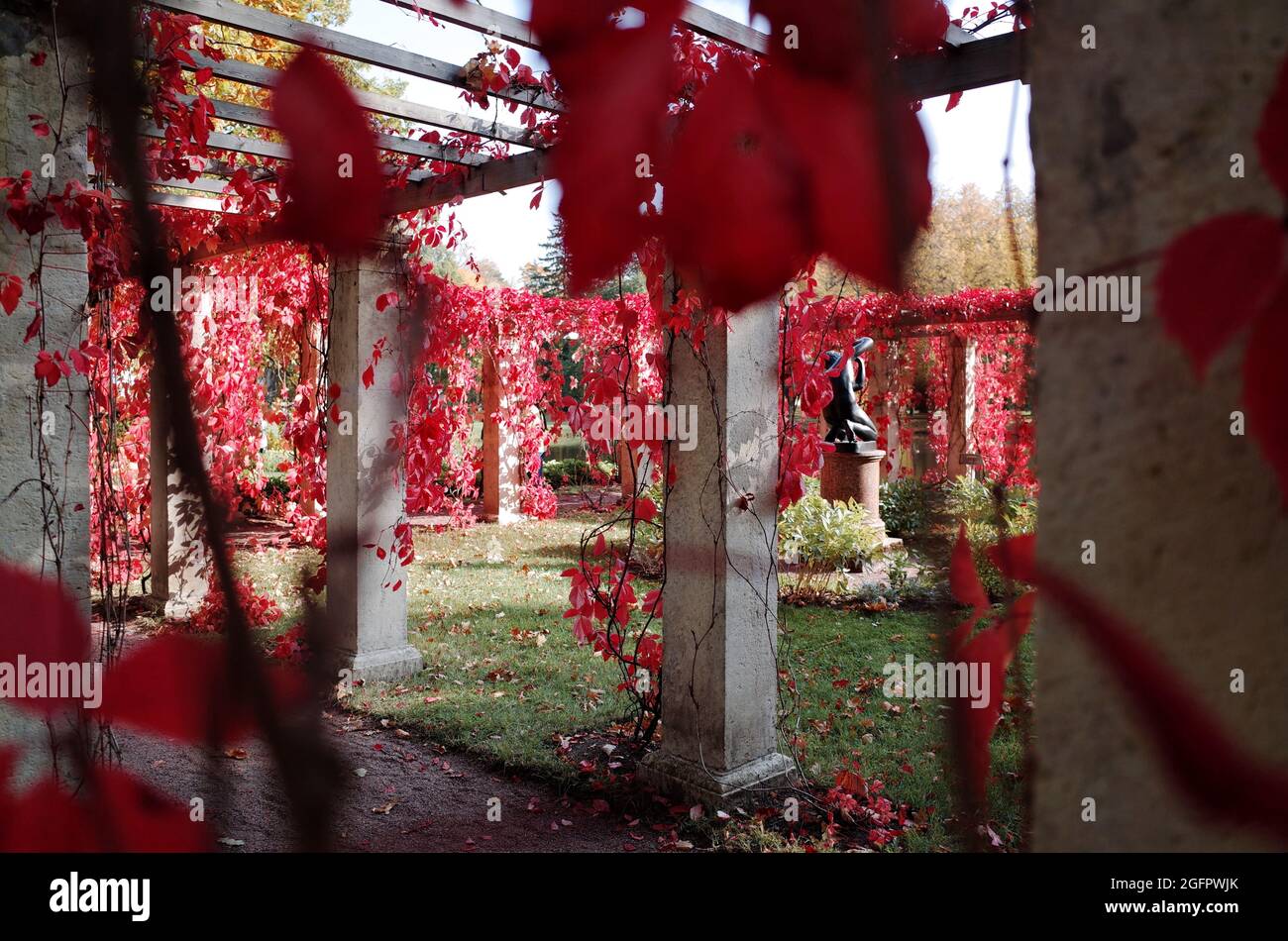 Feuilles de raisin sauvage rouge vif dans le pavillon dans le parc de la ville de Pouchkine, Russie, couleurs d'automne, jour ensoleillé Banque D'Images