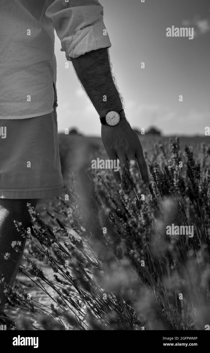 Vue en niveaux de gris d'une personne portant un short de chemise blanc et une montre marchant dans le champ de fleurs Banque D'Images