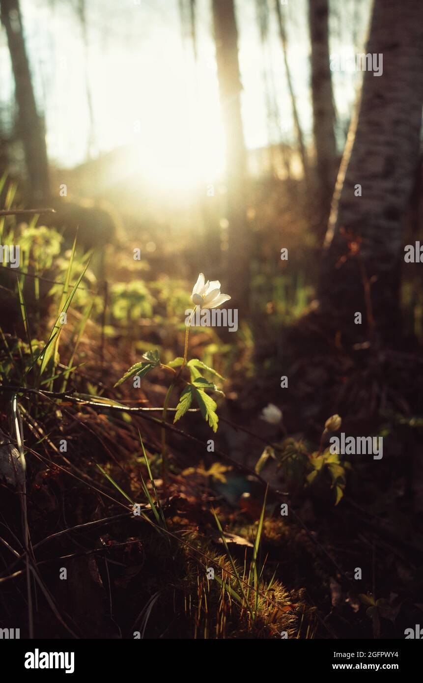 Fleur d'anémone dans les bois, coucher de soleil, contaste, poutres de soleil, bokeh, forêt profonde Banque D'Images