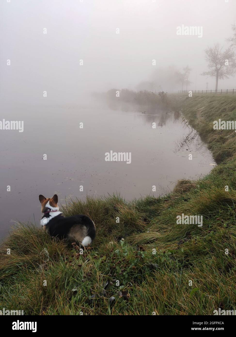Lumière brumeuse du matin, lac dans le parc, herbe verte, chien regardant l'horizon Banque D'Images