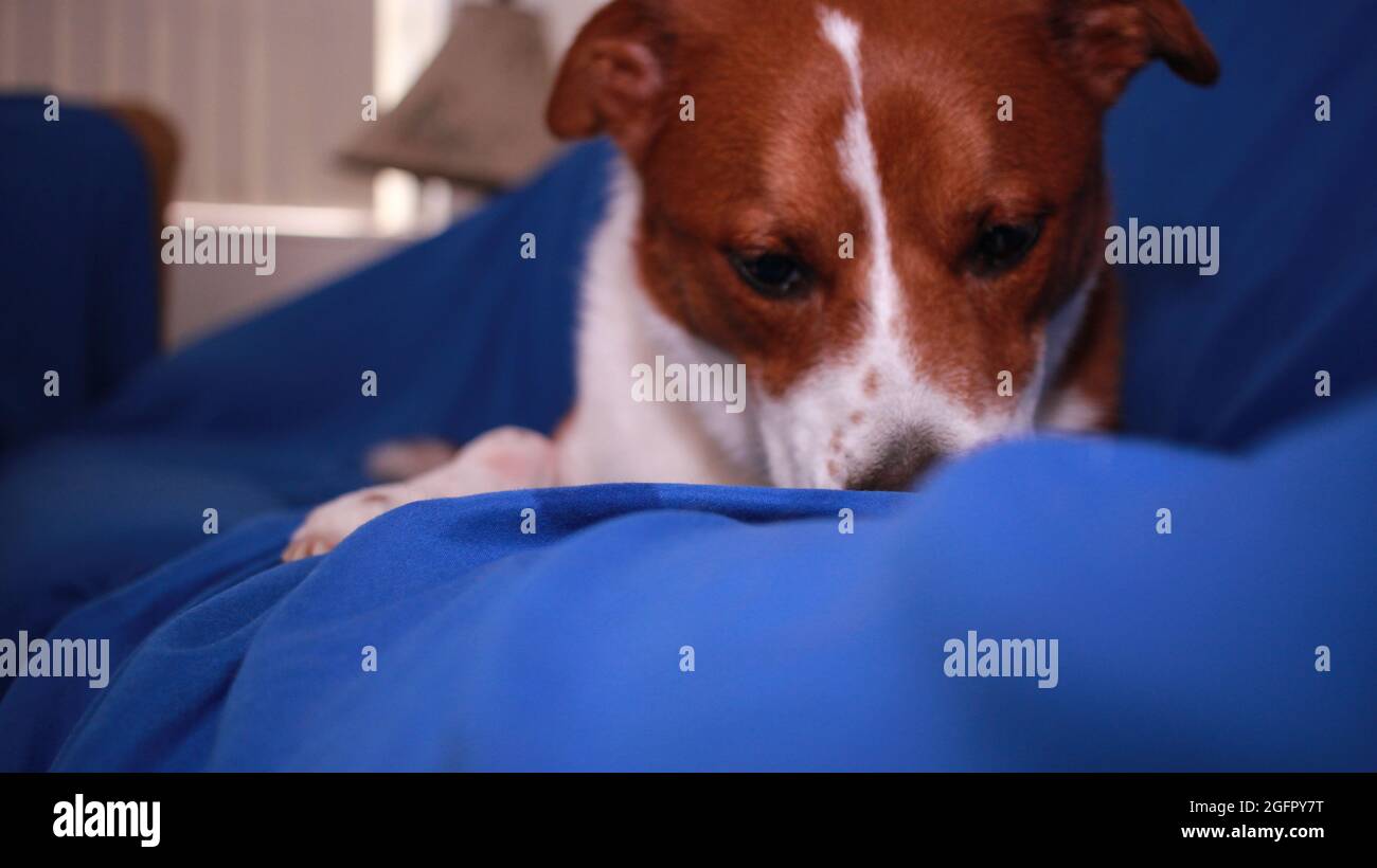 Chien assis sur un canapé mangeant un os de chien Banque D'Images